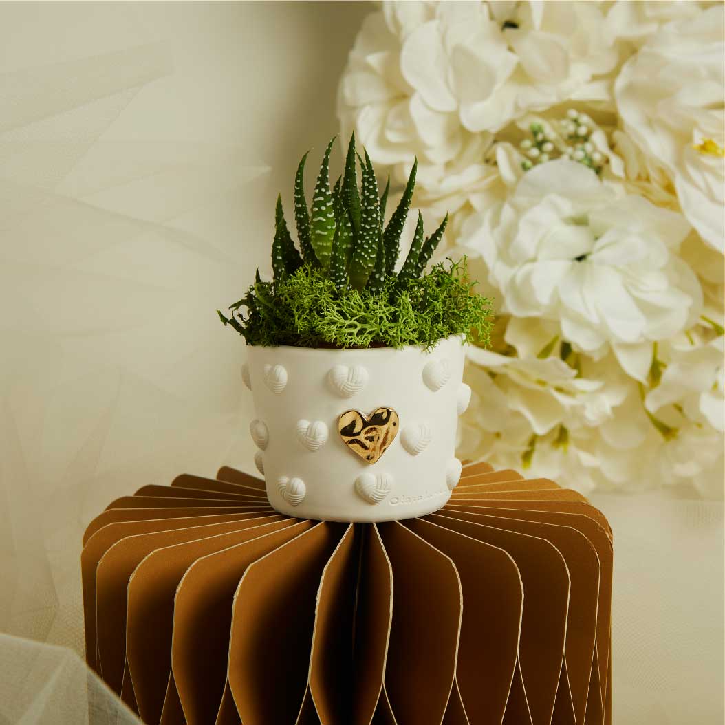 26283 - vasetto cuoricini con applicazione oro e piantina con muschio 6 x 5,5